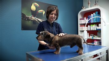 Dr Simon vétérinaire chien Le Mans infini‘Vet