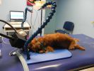 Electrorétinographie chien ophtalmologie vétérinaire infini‘Vet