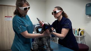 laserthérapie chien douleur