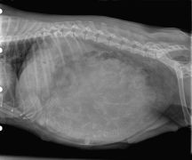 radiographie de gestation chienne